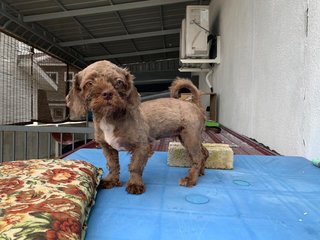 Marissa, Qiang, Elbony - Shih Tzu + Poodle Dog