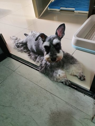 Miki - Schnauzer Dog