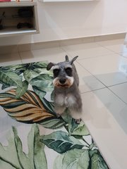 Miki - Schnauzer Dog