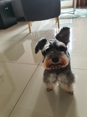 Miki - Schnauzer Dog