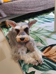 Milo - Schnauzer + Silky Terrier Dog