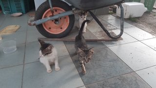 Three Female Kittens  - Domestic Short Hair Cat