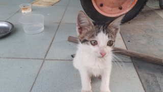 Three Female Kittens  - Domestic Short Hair Cat