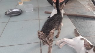 Three Female Kittens  - Domestic Short Hair Cat