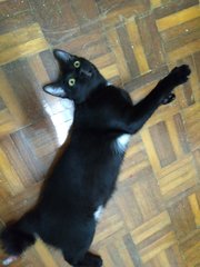 小黑/blackie/ Hitam 😃 - Domestic Short Hair Cat