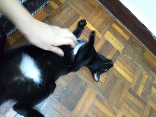 小黑/blackie/ Hitam 😃 - Domestic Short Hair Cat