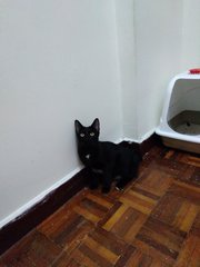 小黑/blackie/ Hitam 😃 - Domestic Short Hair Cat