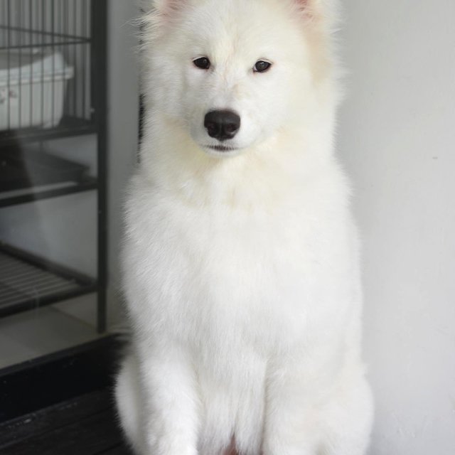 Mochi - Samoyed Dog