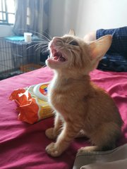 Ginger - Domestic Medium Hair Cat