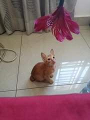 Ginger - Domestic Medium Hair Cat