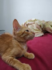 Ginger - Domestic Medium Hair Cat