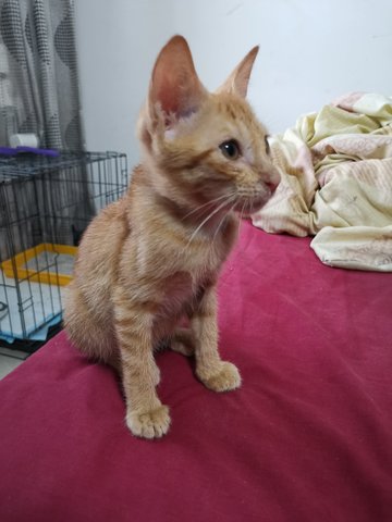 Ginger - Domestic Medium Hair Cat