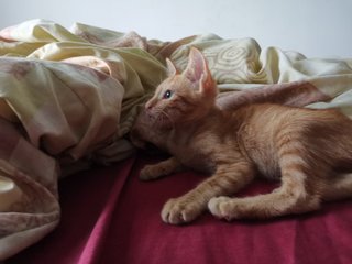 Ginger - Domestic Medium Hair Cat