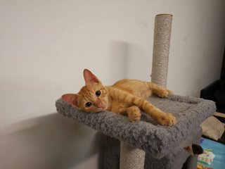 Ginger - Domestic Medium Hair Cat