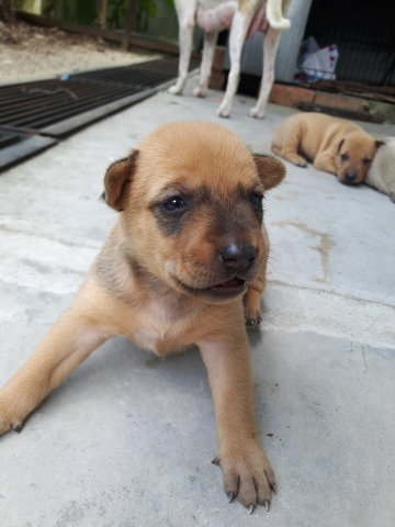 Choco - Mixed Breed Dog