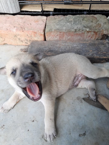 Chinno - Mixed Breed Dog