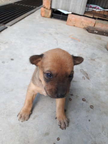 Brownie - Mixed Breed Dog