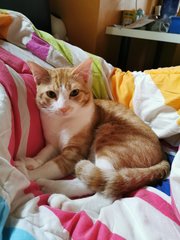 Orange - Domestic Short Hair Cat