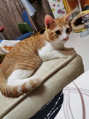 Orange - Domestic Short Hair Cat