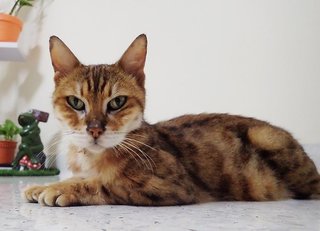 Tiger - Bengal Cat