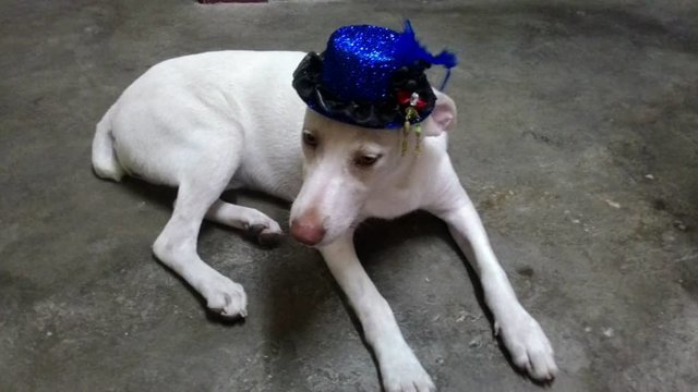 Jon (V/sg) - Mixed Breed Dog
