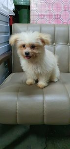 PF97309 - Pomeranian + Shih Tzu Dog