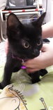 Black kitten for adoption.