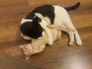 Elf playing with my adult cat