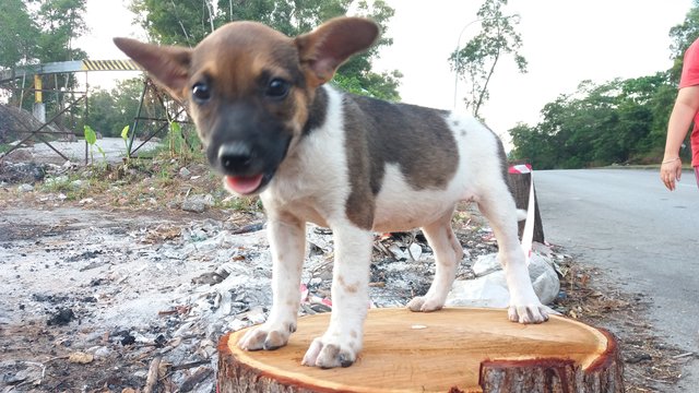 4 Little Puppies - Mixed Breed Dog