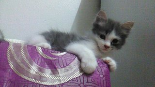 Three Kittens For Adoption - Calico + Persian Cat