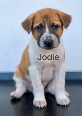 Jodie  - Mixed Breed Dog