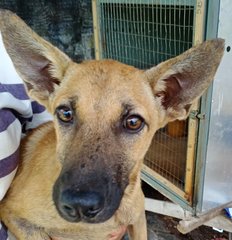 Love Knows No Breed - The Rockerz - Belgian Shepherd Malinois Mix Dog