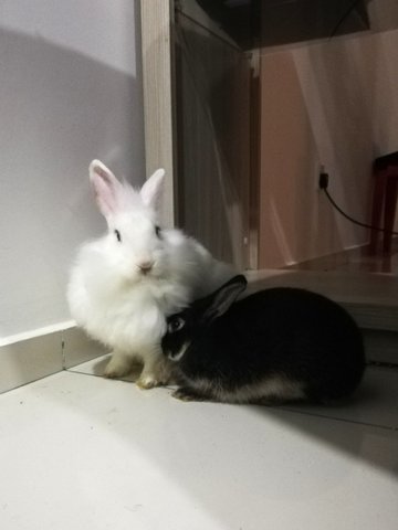 Lily &amp; Amber  - Angora Rabbit + Netherland Dwarf Rabbit