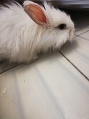 Lily &amp; Amber  - Angora Rabbit + Netherland Dwarf Rabbit