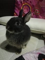 Lily &amp; Amber  - Angora Rabbit + Netherland Dwarf Rabbit