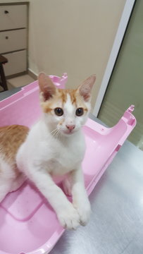 Leo (1st Vaccine Done) - Domestic Medium Hair Cat