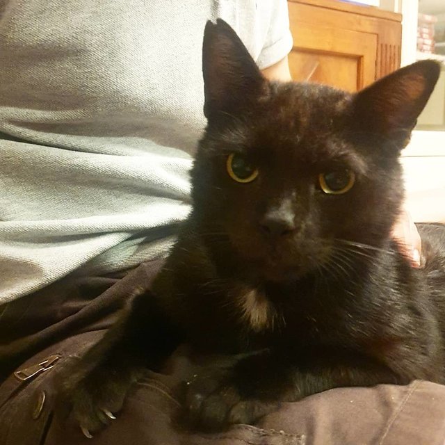 Patrick The Gentle Panther! - Domestic Short Hair Cat