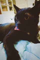 Patrick The Gentle Panther! - Domestic Short Hair Cat