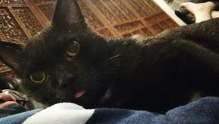 Patrick The Gentle Panther! - Domestic Short Hair Cat