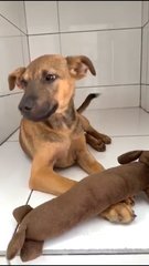 ❤旺财❤wong Choy❤ Toilet Trained - German Shepherd Dog Mix Dog