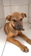 ❤旺财❤wong Choy❤ Toilet Trained - German Shepherd Dog Mix Dog