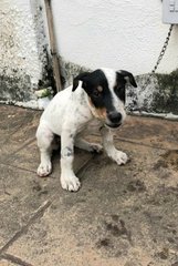 Elsa - Mixed Breed Dog