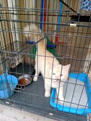 Snow - Domestic Long Hair Cat