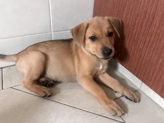 Tia And Tamera - Mixed Breed Dog