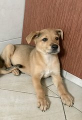 Tia And Tamera - Mixed Breed Dog