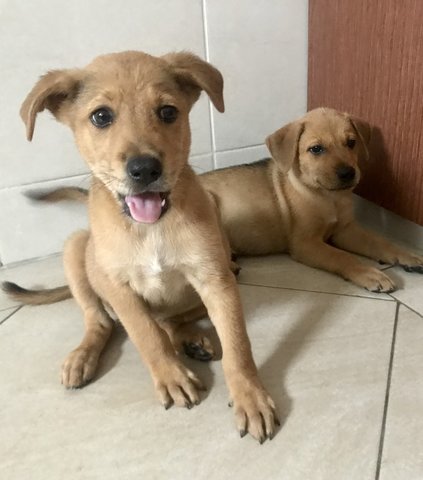 Tia And Tamera - Mixed Breed Dog