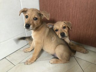Tia And Tamera - Mixed Breed Dog