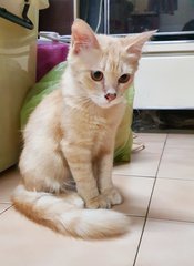 Caramel - Domestic Medium Hair Cat