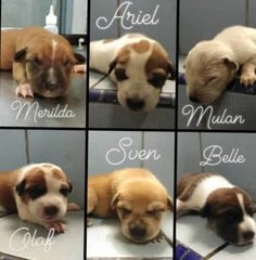 ^ cute puppies for adoption