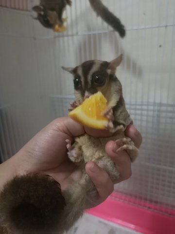 Sugar Glider - Sugar Glider Small & Furry